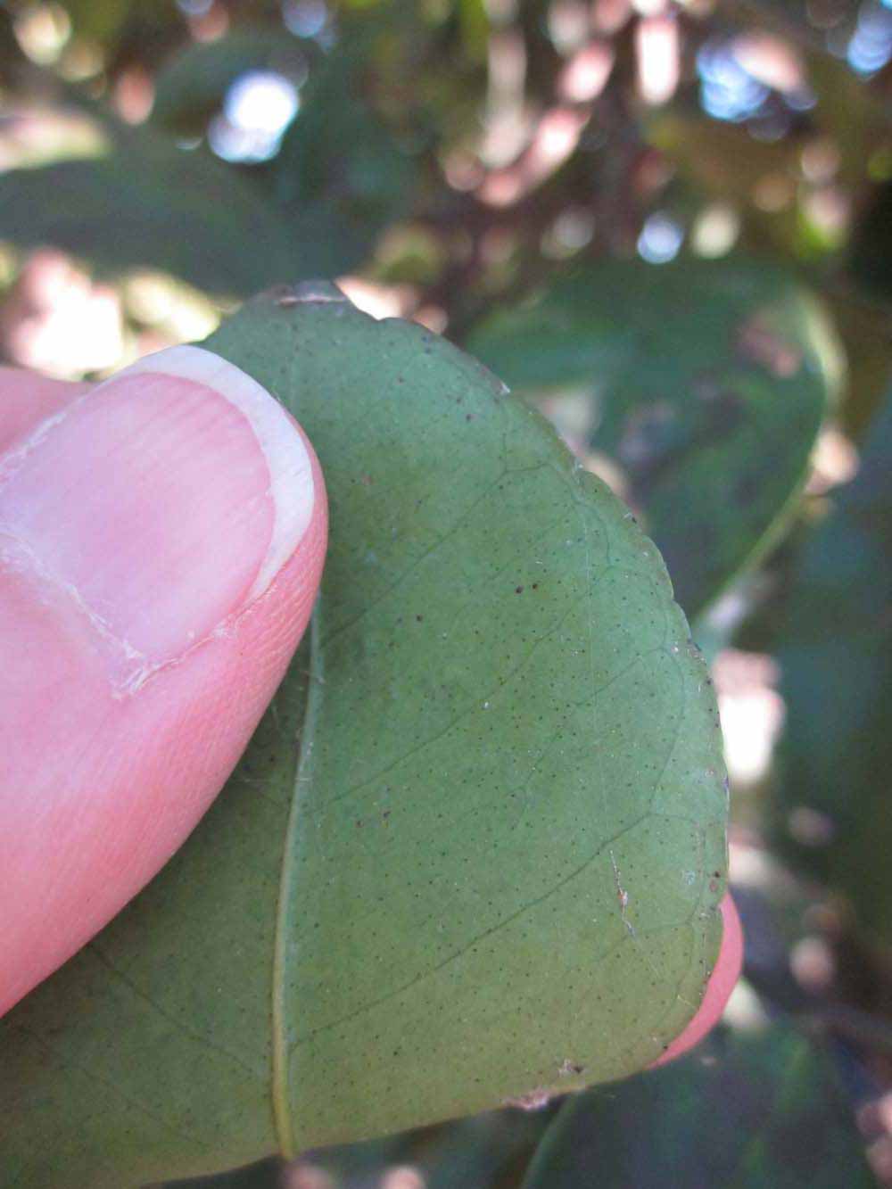              Margin (Winter Haven, FL)       